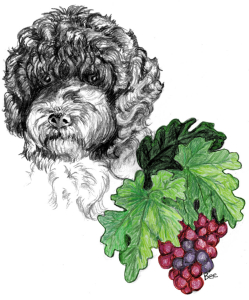 _pwdheadgrapes.sm
