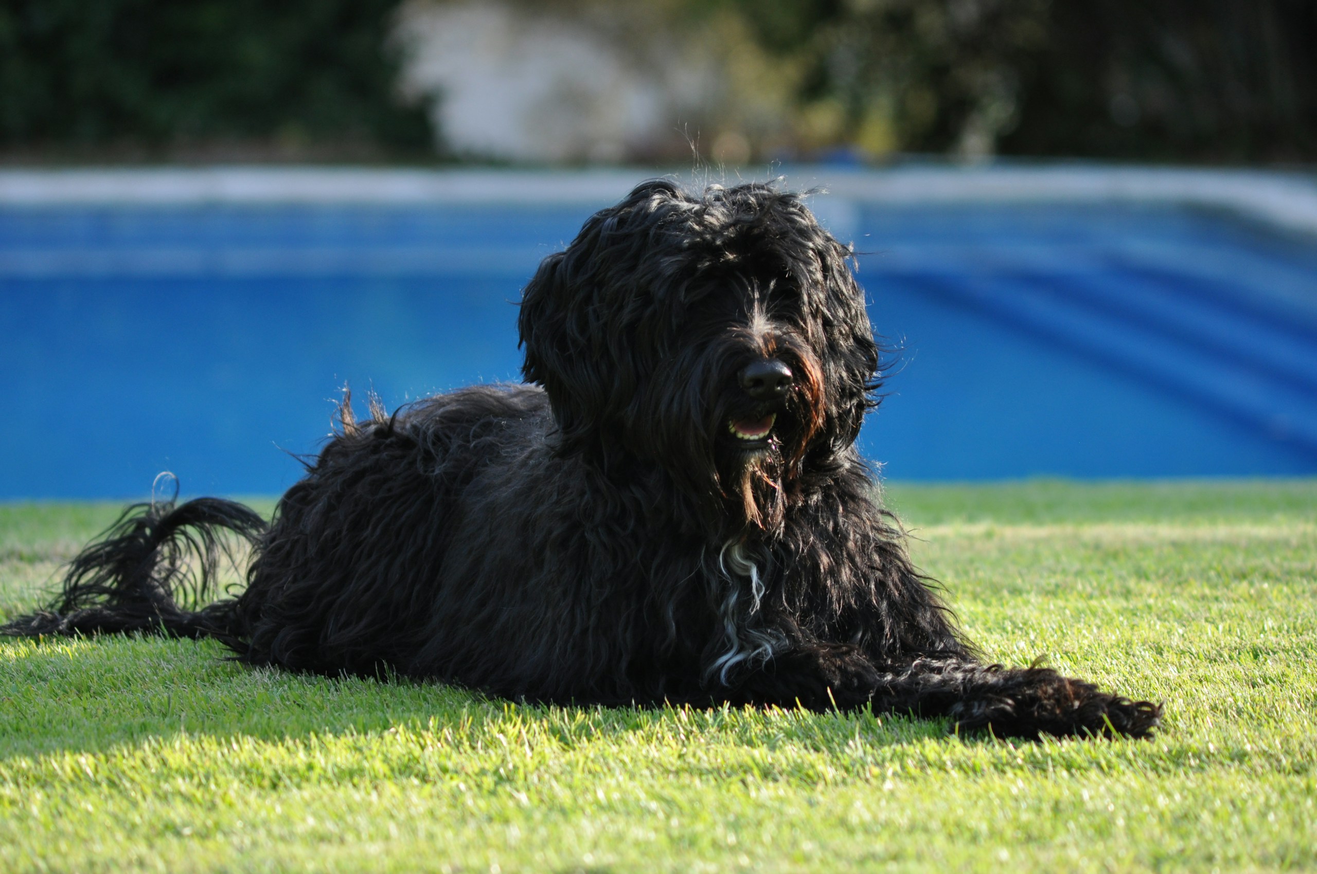 black long coated dog lying on green grass field during daytime
